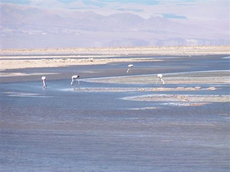 Lagunas Altiplánicas San Pedro de Atacama Chile Viajes Lagunas