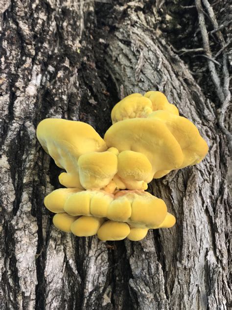 This Yellow Tree Fungus R Pics