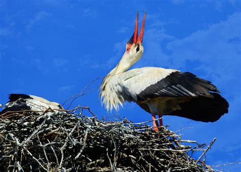 Stork Bird Nest - Free photo on Pixabay