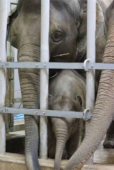 やまこじ On Twitter 大 中 小のお鼻 母と姉と妹と🐘🐘🐘 東山動植物園 アジアゾウの赤ちゃん