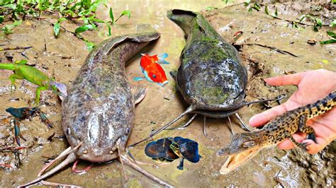 Menangkap Ikan Lele Raksasa Di Lubang Ikan Koi Ikan Hias Buata Ikan