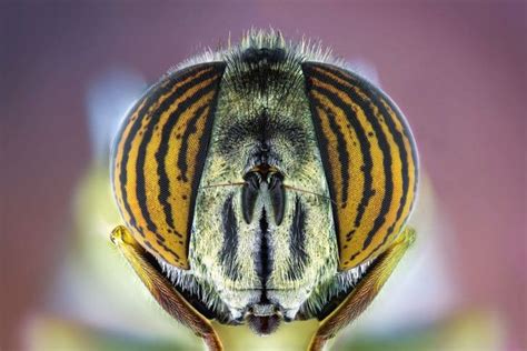 Macro Photography Portraits Of Insects By Paulo Latães Animals + Nature ...