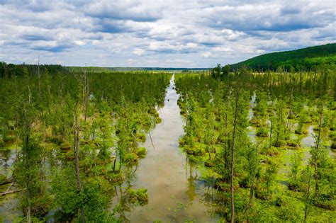 Переходные болота (71 фото)