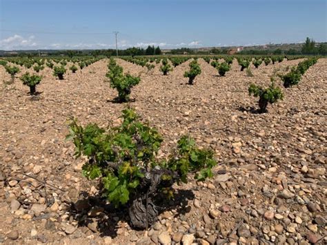 Descubriendo Los Vinos De Toro Vino Con Sentido