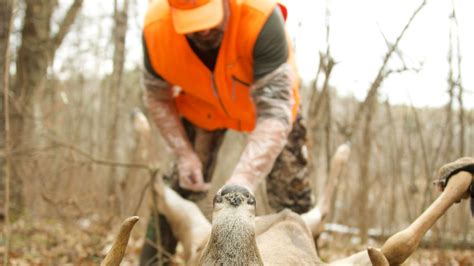 How To Field Dress A Deer