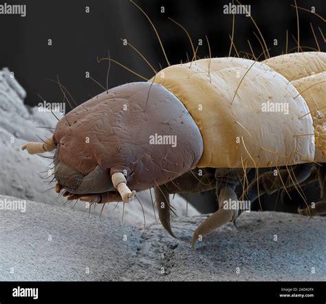 Flour Beetle Larva Coloured Scanning Electron Micrograph Sem Of The