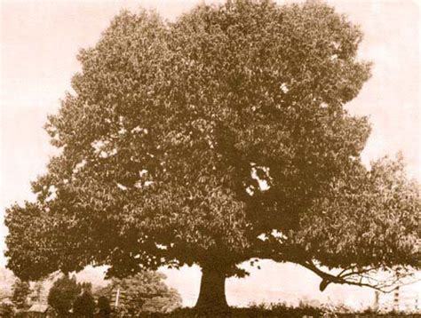 Resurrecting The American Chestnut Tree