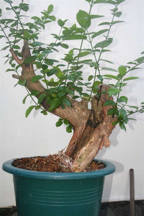 HISTORY OF MY PREMNA