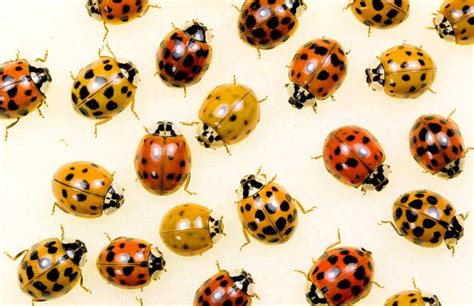 Asian Lady Beetles - Terminator Pest Control, LLC