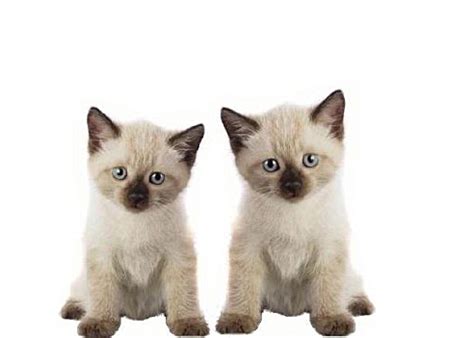 Hey Ol’ Blue Eyes: We Are Siamese If You Please! | Baby Animal Zoo