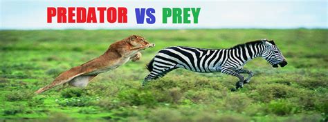 Predator And Prey