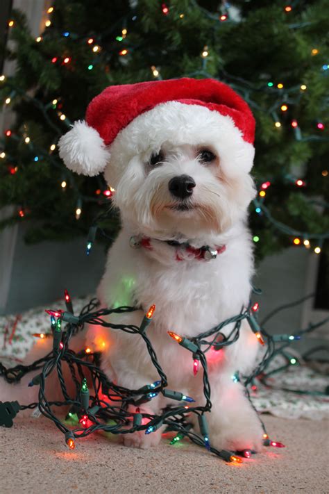 Dog Wrapped In Christmas Lights With Santa Hat Ʀεƥɪииεð╭•⊰