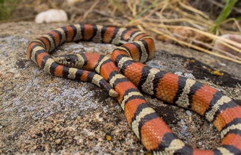 Western Milksnake