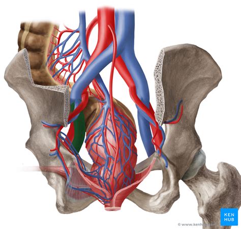 Pelvis Veins Lymphatics And Nerves Anatomy Kenhub