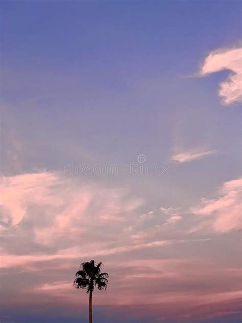 Beautiful Coconut Palm Tree with Amazing Vivid Sky at Sunset Stock Image - Image of coconut ...