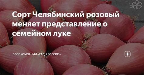 Сорт Челябинский розовый меняет представление о семейном луке | НПО ...
