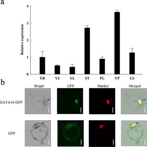 Tissue Specific Expression And Subcellular Localization Of Osgata16 In