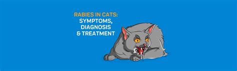 Rabies in Cats: Symptoms, Diagnosis & Treatment – Innovet Pet