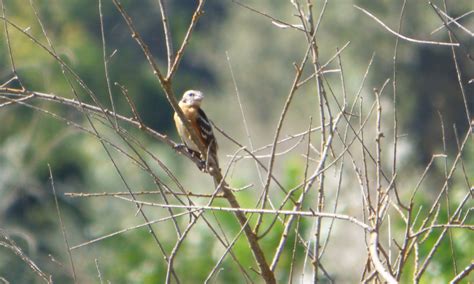 Geotripper S California Birds Black Headed Grosbeak On The Tuolumne River