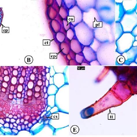 Histoquímica da lâmina foliar de Tridax procumbens L Download