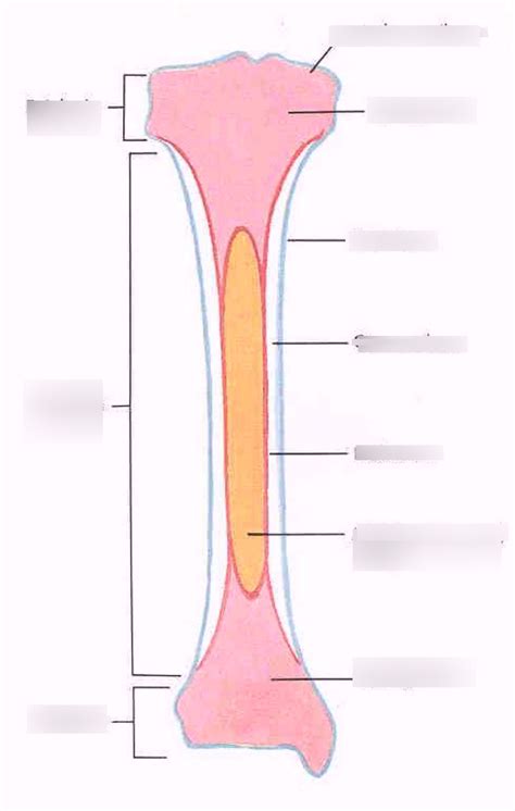 Long Bone Diagram and Examples of Bones Diagram | Quizlet