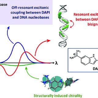 A Concentration Dependent Aggregation Of A Squaraine Dye