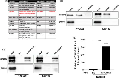 Hoxcas Directly Interacts With Rnabinding Protein Igf Bp A Mass