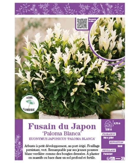 Euonymus Japonicus Paloma Blanca Voir Fusain Du Japon