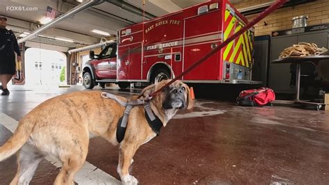 East Haven Connecticut Fire Station Takes In Abandoned Dog