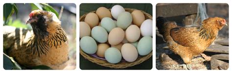 Summer Girl Chicks Ameraucana Araucana And Easter Eggers