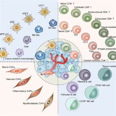 Summary Of The Cellular Heterogeneity Of Immune Cells And Cafs The