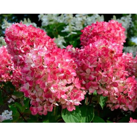 Купить [ ГОРТЕНЗИЯ Даймонд Руж Diamant Rouge ] в Витебске - саженцы по ...