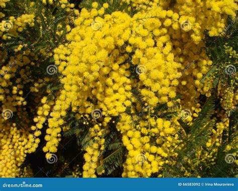 Yellow Mimosa Stock Photo Image Of Flowering Branches 66583092