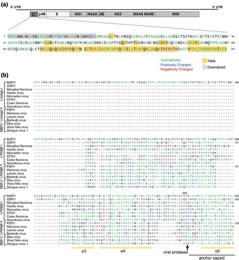 Sequence Of The Capsid Protein Of Mafv A Schematic Representation Of