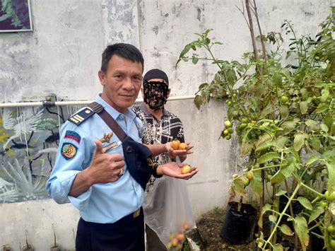 Hasil Tanaman Sayur Wbp Di Jual Kepasar Lokal Pembinaan Oleh Lapas