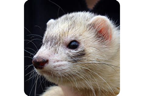 Ferret Lifespan How Long Do Ferrets Live
