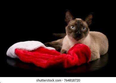 345 Chocolate Point Siamese Images Stock Photos Vectors Shutterstock