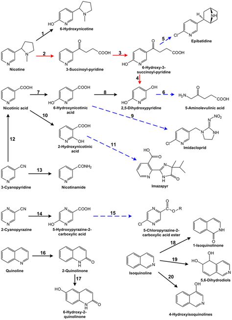 Transformation Of N Heterocycles And Potential Use In Chemical