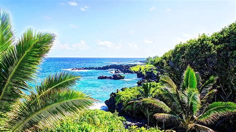 Hd Wallpaper Green Coconut Trees Tropical Water Tropical Forest