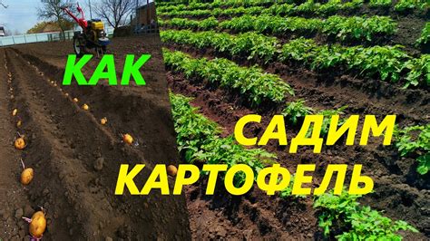 Как посадить картофель в АПРЕЛЕ, а урожай в МАЕ. - YouTube