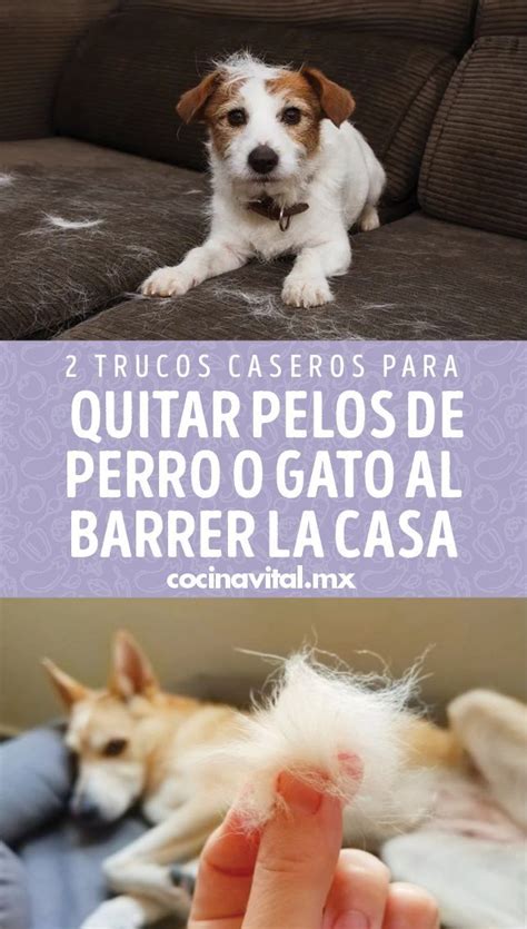 Trucos Caseros Para Quitar Pelos De Perro O Gato Al Barrer La Casa