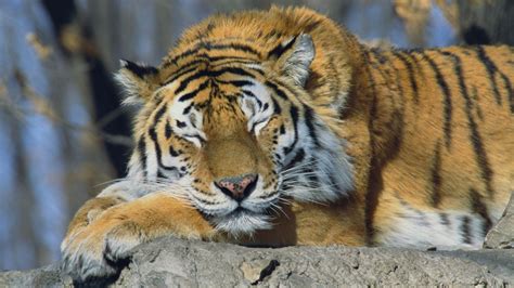 Siberian Tiger Wallpapers, Pictures, Images