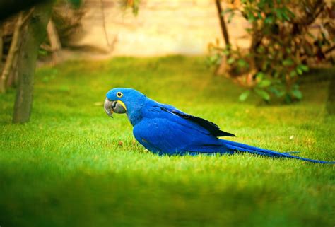 277243 Parrot Macaw Bird And Beak Hd Blu Vivo One Plus Wallpaper Full