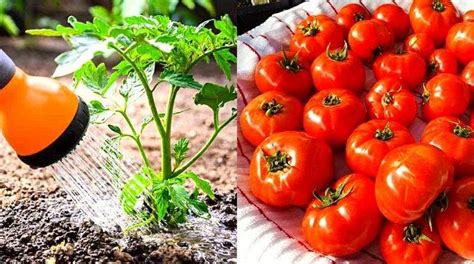 Astuces Pour Arroser Ses Tomates Et Avoir Une R Colte Abondante