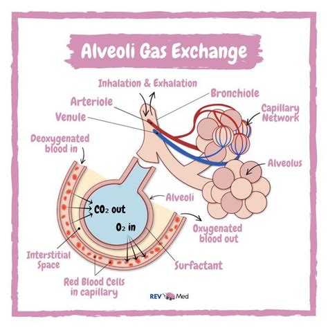 Alveoli Gas Exchange Medizzy