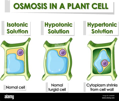 Diagram Showing Osmosis In Plant Cell Illustration Stock Vector Image And Art Alamy