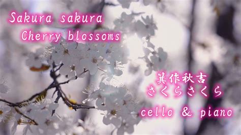 箕作秋吉 S Mitsukuri 🇯🇵さくらさくら Sakura 🇬🇧cherry Blossoms 🇵🇱 Kwiat Wiśni