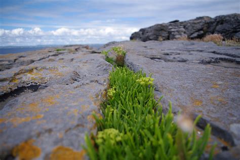 Images Gratuites Plage Paysage Mer C Te Eau La Nature Herbe