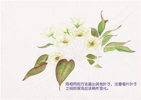 《二十四番花信风》水彩花卉绘画技法——李花篇吴都jasmine 站酷zcool