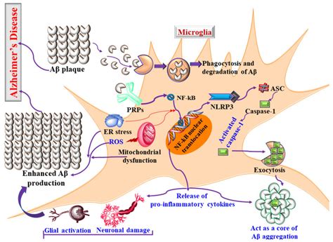 Mechanism of microglial activation Aβ aggregation neuroinflammation